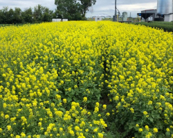 Advancement of AAC Yellow 80 Mustard Crop - July 10, 2022