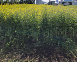 Advancement of AAC Yellow 80 Mustard Crop - July 14, 2022
