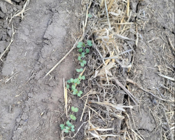 Advancement of AAC Yellow 80 Mustard Crop - June 1, 2022