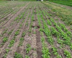 Advancement of AAC Yellow 80 Mustard Crop - June 13, 2022