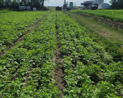 Advancement of AAC Yellow 80 Mustard Crop - June 22, 2022