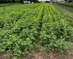 Advancement of AAC Yellow 80 Mustard Crop - June 29, 2022