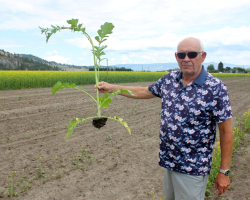 Verticillium control with AAC Guard Mustard at Bylands Garden Centre, Kelowna, Owner John Byland