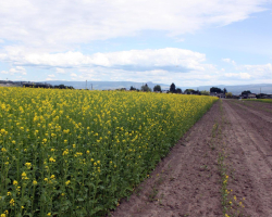 Verticillium control  with AAC Guard Mustard at Bylands Garden Centre, Kelowna