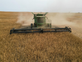 AAC Yellow 80 Mustard Harvest 2024