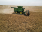 AAC Yellow 80 Mustard Harvest 2024