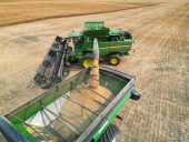 AAC Yellow 80 Mustard Harvest 2024