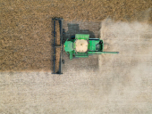 AAC Yellow 80 Mustard Harvest 2024