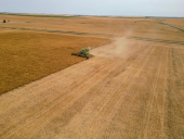 AAC Yellow 80 Mustard Harvest 2024