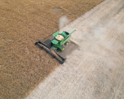 AAC Yellow 80 Mustard Harvest 2024