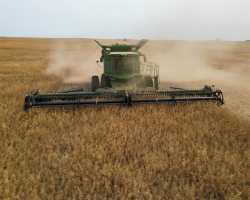 AAC Yellow 80 Mustard Harvest 2024