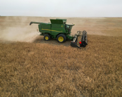 AAC Yellow 80 Mustard Harvest 2024