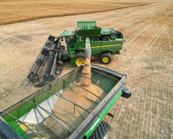 AAC Yellow 80 Mustard Harvest 2024