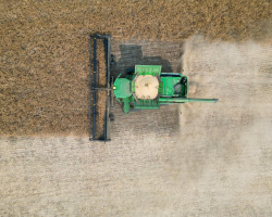 AAC Yellow 80 Mustard Harvest 2024