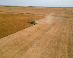 AAC Yellow 80 Mustard Harvest 2024