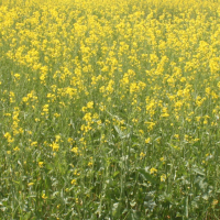 CLOSEUP: 1 - AAC Brown 18 seeded at 4.6 lbs per acre