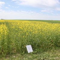 1 - AAC Brown 18 seeded at 4.6 lbs per acre.   Photo taken July 5, 2020.