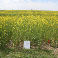 2A - Centennial Brown with 60 lbs per acre N.   Photo taken July 5, 2020.