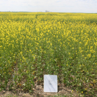 2B - AAC Brown 18 with 60 lbs per acre N.   Photo taken July 5, 2020.