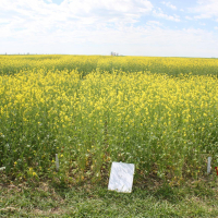 3A - Centennial Brown with 80 lbs per acre N.   Photo taken July 5, 2020.