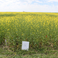 3B - AAC Brown 18 with 80 lbs per acre N.   Photo taken July 5, 2020.