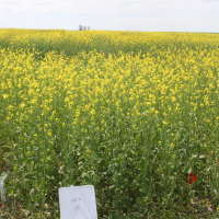 4A - Centennial Brown with 120 lbs N. Photo taken July 5, 2020.