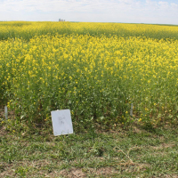 4B - AAC Brown 18 with 120 lbs per acre N.   Photo taken July 5, 2020.