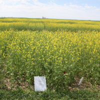 5A - Centennial Brown with 140 lbs per acre N.   Photo taken July 5, 2020.