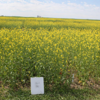 5B - AAC Brown 18 with 140 lbs per acre N.   Photo taken July 5, 2020.