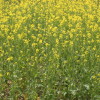 CLOSEUP: 2A - Centennial Brown with 60 lbs per acre N