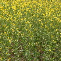 CLOSEUP: 2B - AAC Brown 18 with 60 lbs per acre N