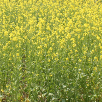 CLOSEUP: 3A - Centennial Brown with 80 lbs per acre N