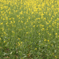 CLOSEUP: 3B - AAC Brown 18 with 80 lbs per acre N