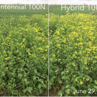 3C - Centennial and AAC Brown 18 at 100N