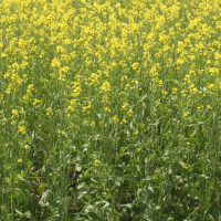 CLOSEUP: 4A - Centennial Brown with 120 lbs N