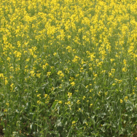 CLOSEUP: 4B - AAC Brown 18 with 120 lbs per acre N