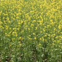 CLOSEUP: 5A - Centennial Brown with 140 lbs per acre N