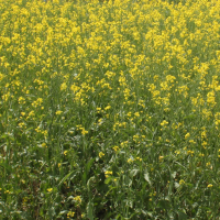 CLOSEUP: 5B - AAC Brown 18 with 140 lbs per acre N