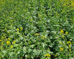 Ag in Motion 2024 - High Yield Mustard Variety AAC Brown Elite showing dense foliage, fully recovered from hail 