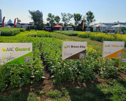 Mustard 21 Demonstration Plots at Ag in Motion 2024 with three varieties: AAC Guard, AAC Brown Elite and AAC Yellow 80