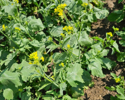 Ag in Motion 2024 - High Yield Mustard Variety AAC Brown Elite showing large leaves, fully recovered from hail