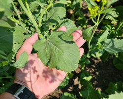 Ag in Motion 2024 - High Yield Mustard Variety AAC Brown Elite showing large leaves, fully recovered from hail
