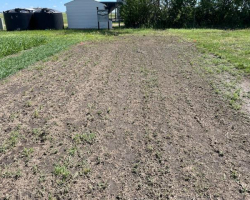 Ag in Motion - mustard crop hail damage June 23, 2024