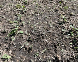 Ag in Motion - mustard crop hail damage June 23, 2024