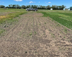 Ag in Motion - mustard crop hail damage June 23, 2024