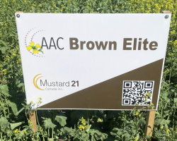 AAC Brown Elite Mustard Demonstration Plot Ag In Motion 2025