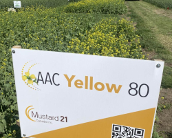 AAC Yellow 80 Mustard Demonstration Plot Ag In Motion 2025