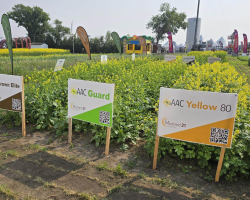 Mustard Demonstration Plot Ag In Motion 2025, left to right:  AAC Brown Elite,  AAC Guard, and AAC Yellow 80 mustard