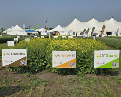 Mustard Demonstration Plot Ag In Motion 2025, left to right:  AAC Brown Elite,  AAC Yellow 80, and AAC Guard Mustard