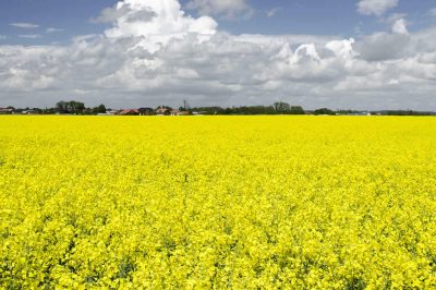 Field of Mustard in Bloom